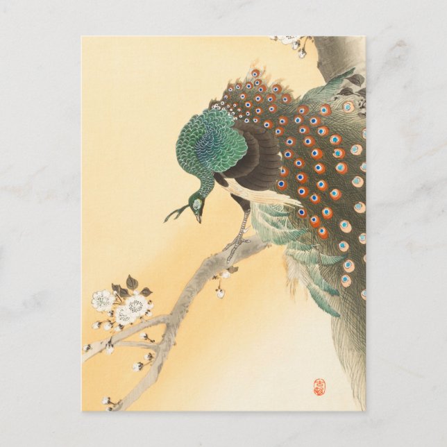 Peacock on a Cherry Blossom Tree by Ohara Koson Postcard (Front)