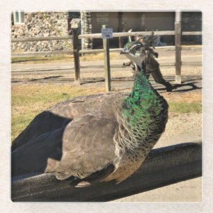 Peacock on a Fence, Idaho Glass Coaster