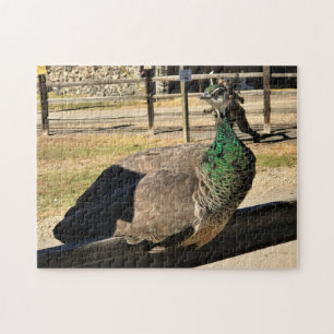 Peacock on a Fence, Idaho Jigsaw Puzzle