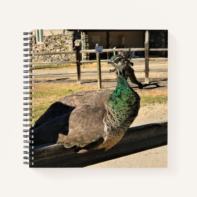 Peacock on a Fence, Idaho Notebook (Front)