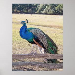 Peacock on a Fence Poster