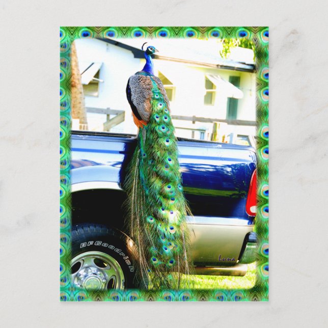Peacock on a Pickup Postcard (Front)