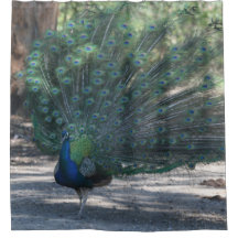 Peacock On Display