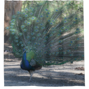Peacock On Display