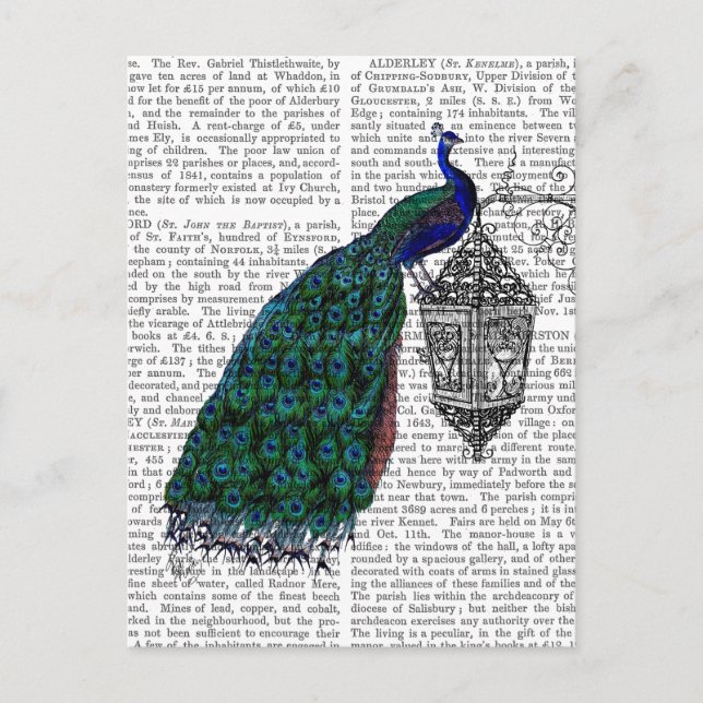 Peacock On Lamp Postcard (Front)