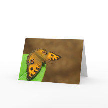 Peacock Pansy Butterfly