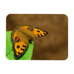 Peacock pansy butterfly magnet