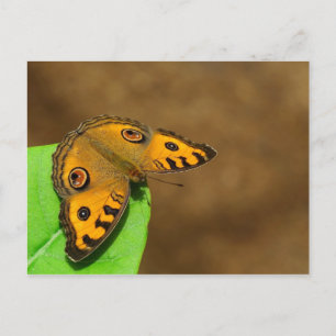 Peacock Pansy Butterfly Postcard