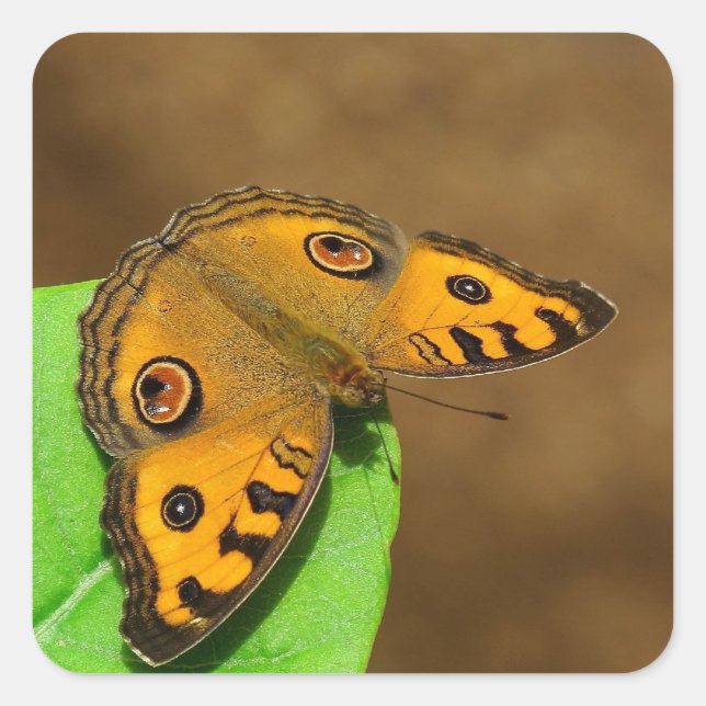 Peacock Pansy Butterfly Square Sticker (Front)