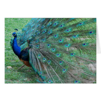 Peacock paradisiac bird