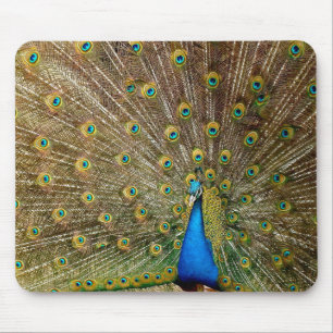 Peacock Pattern Peacock Artwork Painting Animal Ar Mouse Pad