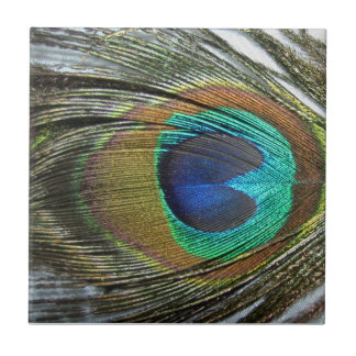 Peacock Peafowl Feathers Animal Tile