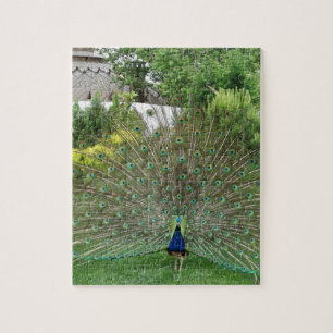 Peacock Photo 8" x 10" Puzzle photo avec boîte cad