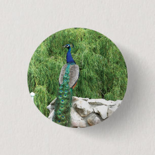 Peacock Photo Badge 1 Inch Round Button