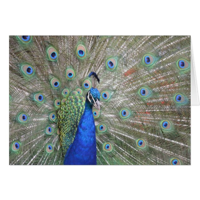 Peacock photo card (Front Horizontal)