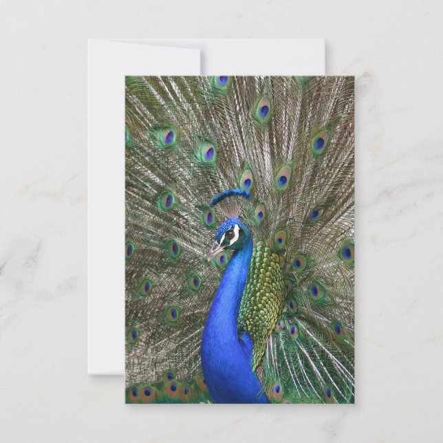 Peacock Photo Thank You Card (Front)