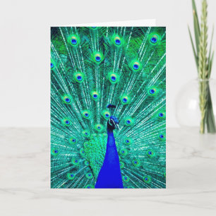 PEACOCK PHOTOGRAPHY BLANK GREETING CARD