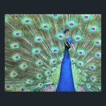 Peacock photography photo print<br><div class="desc">High definition photography of a brilliant Peacock by Carolina Photo To Go LLC.  Visit Carolina Photo To Go Shop for other products.  Email carolinaphoto2go@aol.com with other ideas of products.</div>