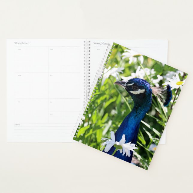 Peacock Planner (Display)