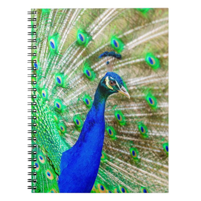 Peacock Plumage Notebook (Front)