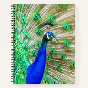 Peacock Plumage Notebook