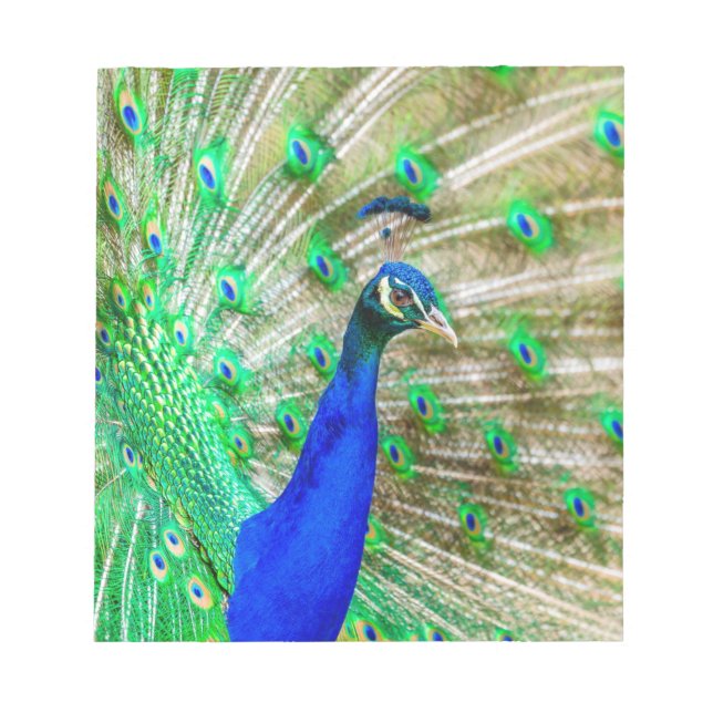 Peacock Plumage Notepad (Front)