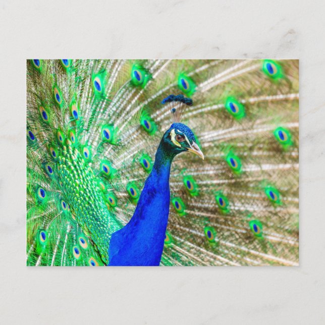 Peacock Plumage Postcard (Front)