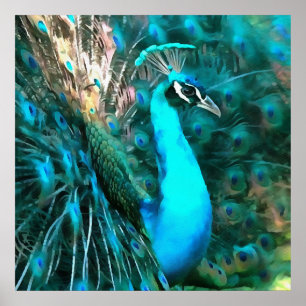 Peacock Plumage Poster