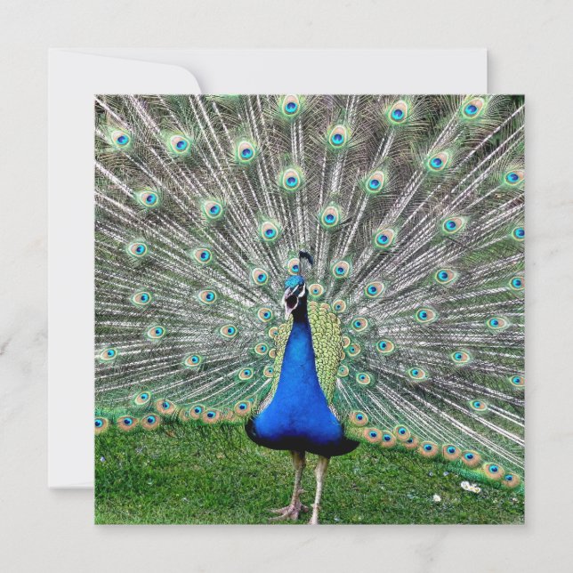 Peacock Plume Invitation (Front)