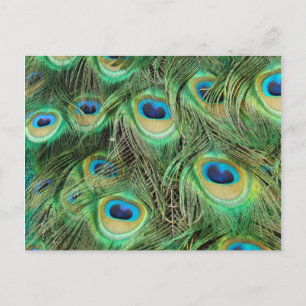 Peacock Plume postcard