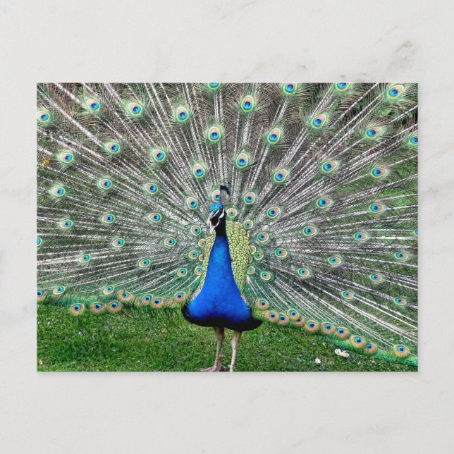 Peacock Plume Postcard (Front)