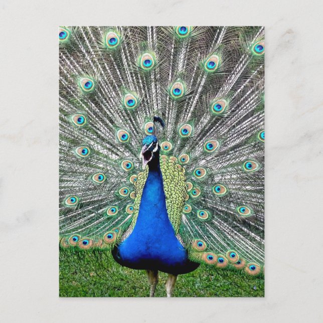 Peacock Plume Postcard (Front)