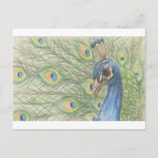 Peacock Postcard