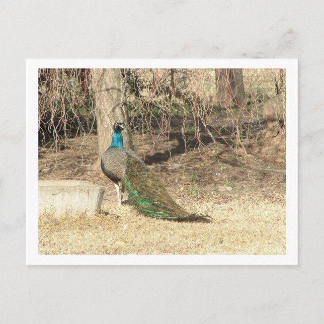 peacock postcard (Front)