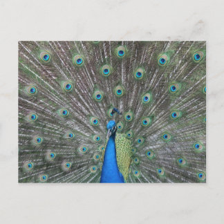 Peacock Postcard