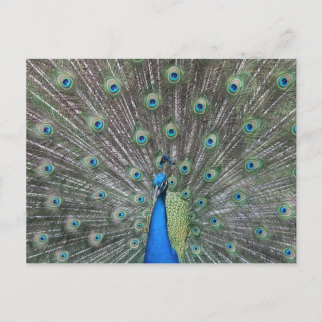 Peacock Postcard (Front)