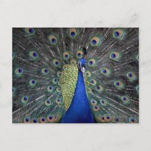 Peacock Postcard