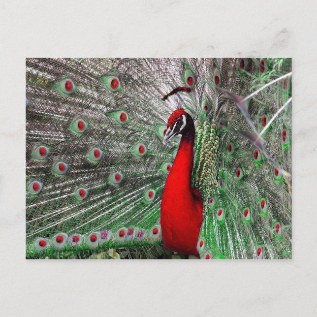 Peacock Postcard (Front)