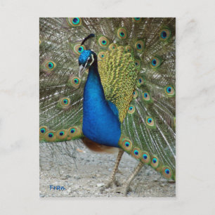 peacock postcard