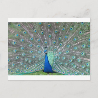 peacock postcard