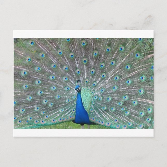 peacock postcard (Front)