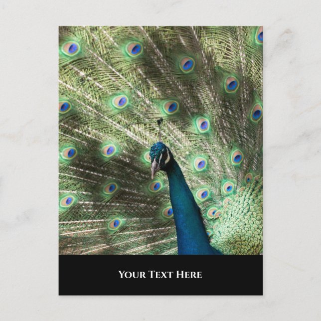 Peacock Postcard (Front)