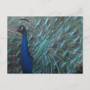 Peacock Postcard
