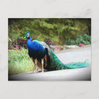 Peacock Postcard