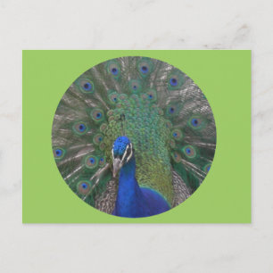 Peacock Postcard Customizable