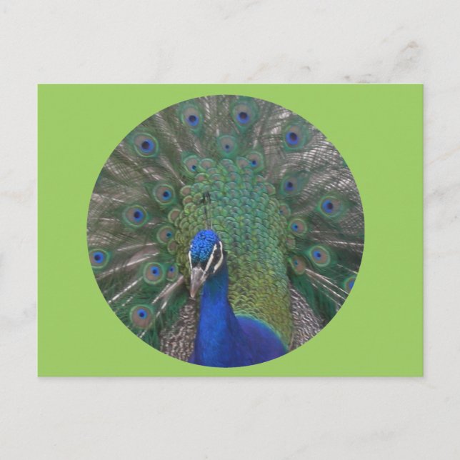 Peacock Postcard Customizable (Front)