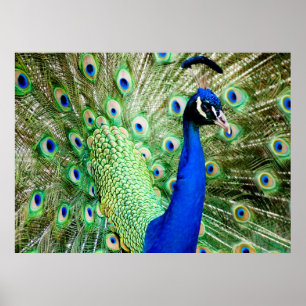 Peacock Poster