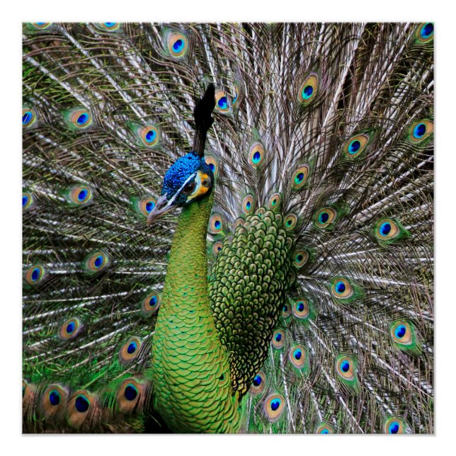Peacock Poster (Front)