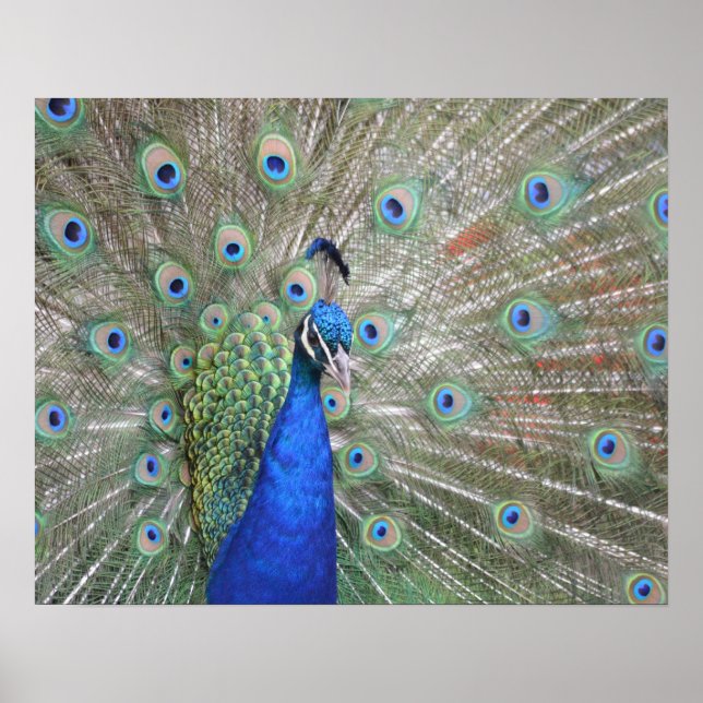 Peacock Poster (Front)