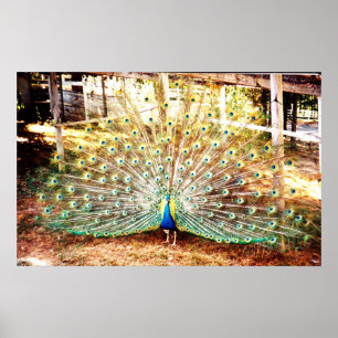 Peacock Poster
